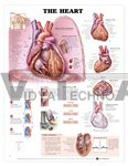 The Heart Anatomical Chart